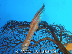 trumpetfish at efra wall dive site in parguera area ,PUER... by Victor J. Lasanta 